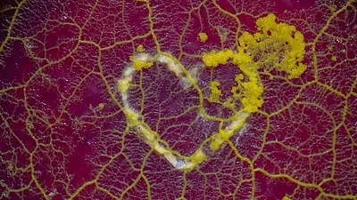 A Flagellate Searching for Love