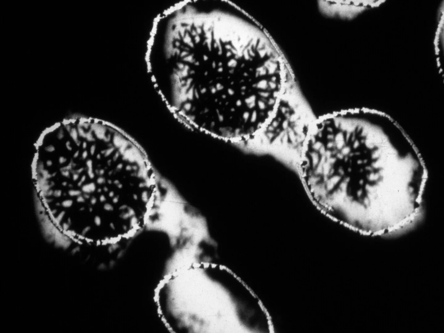 Licht & Ton (Light & Sound)