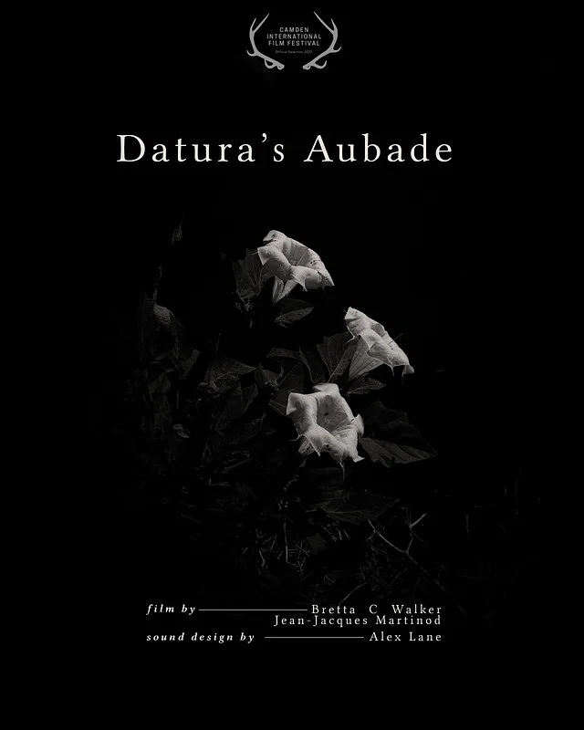 Datura's Aubade