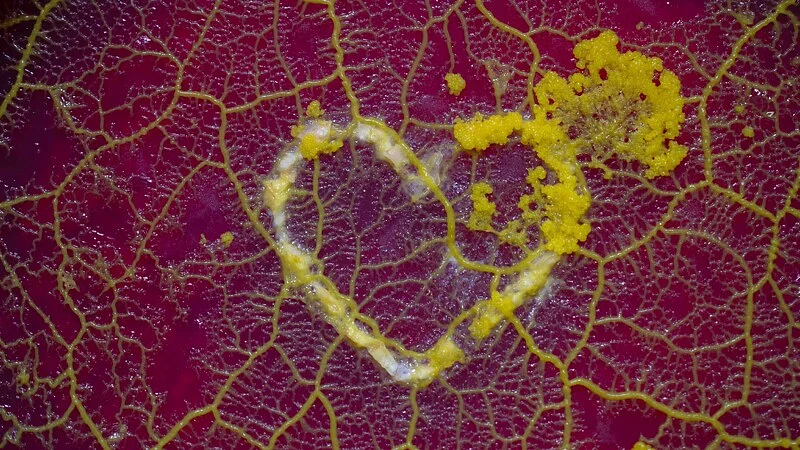 A Flagellate Searching for Love