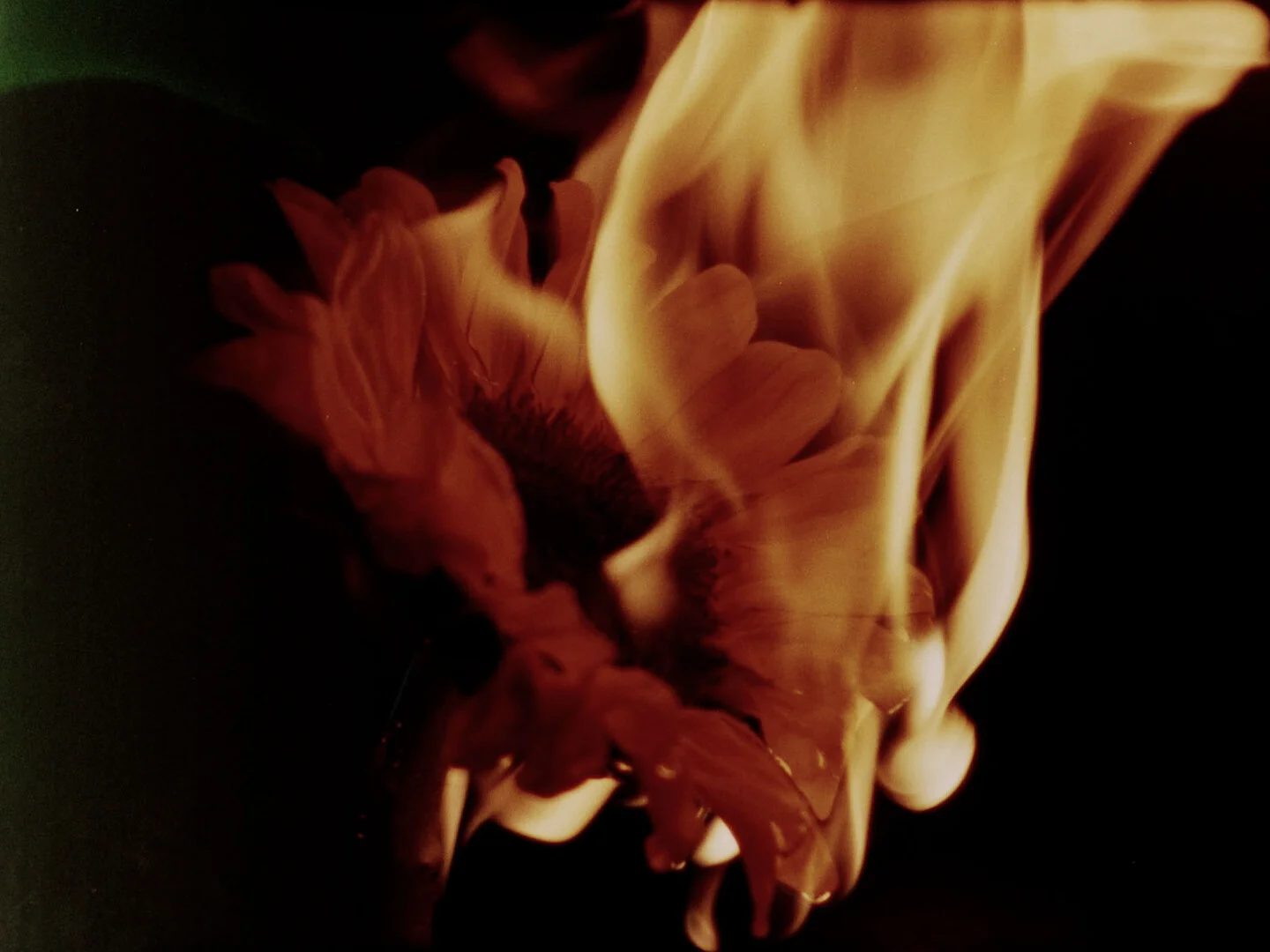 ouarda ouarda: yet another flower film 