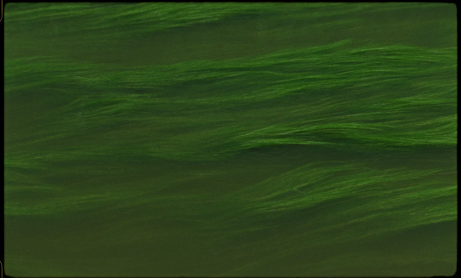 The Bearers of Memories 