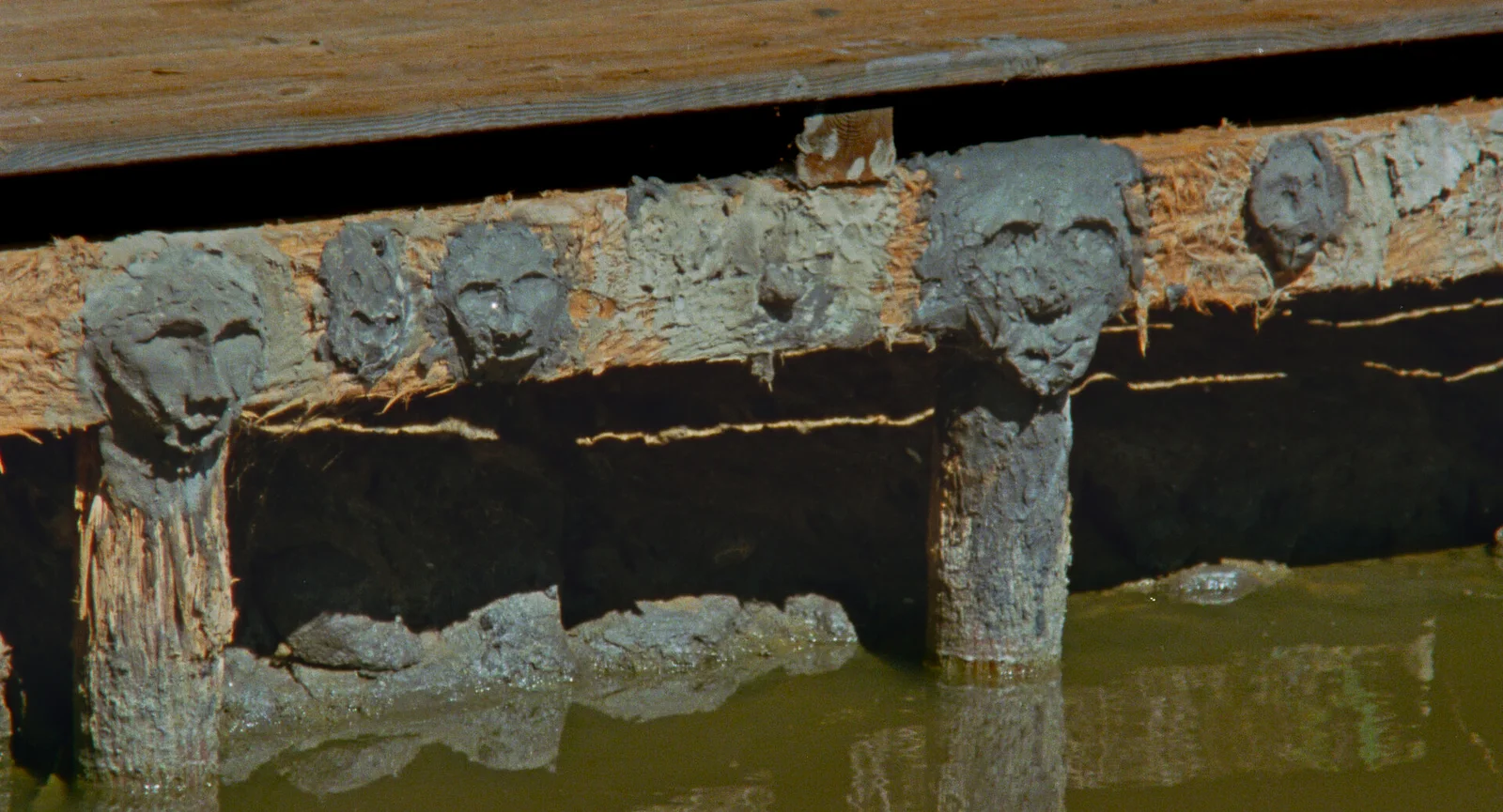 The Loneliness of Lizards