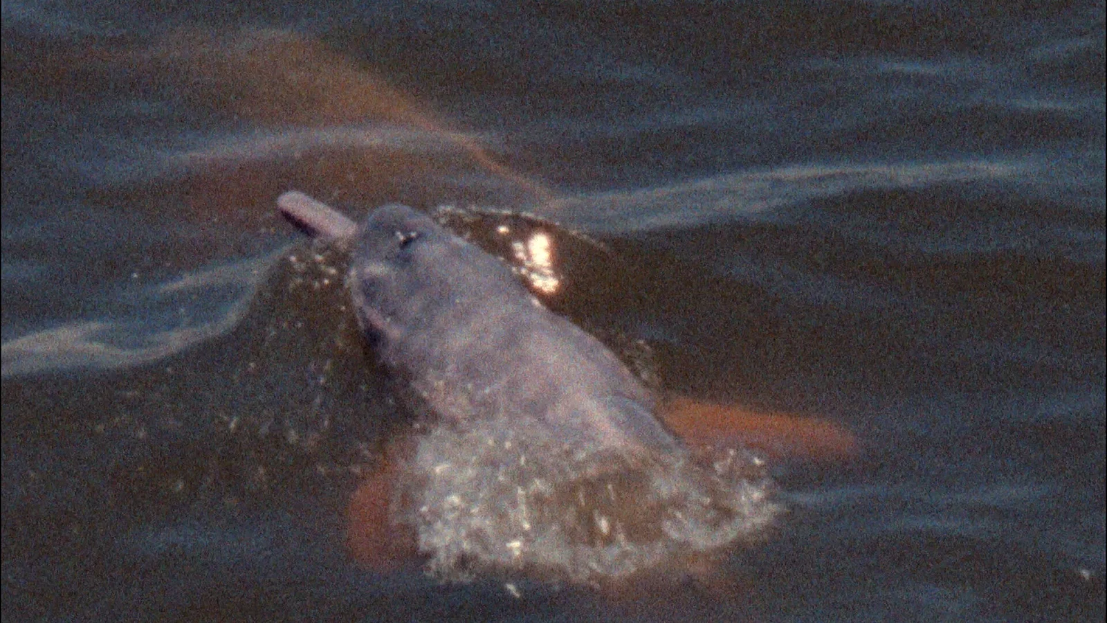 Metamorphosis' Chantings Or That Time When I Incarnated As Porpoise