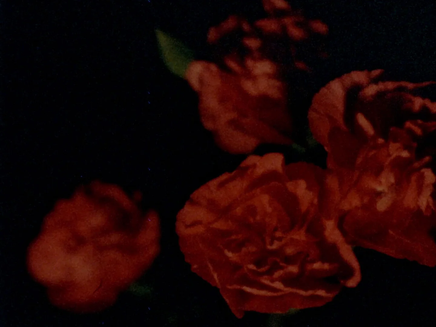 ouarda ouarda: yet another flower film 