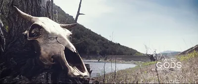 Tamed Gods: The Origins of Abundance