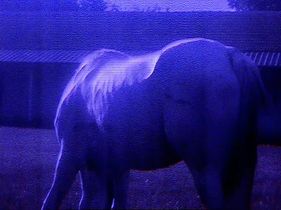 For Those Who Pull Their Own Teeth