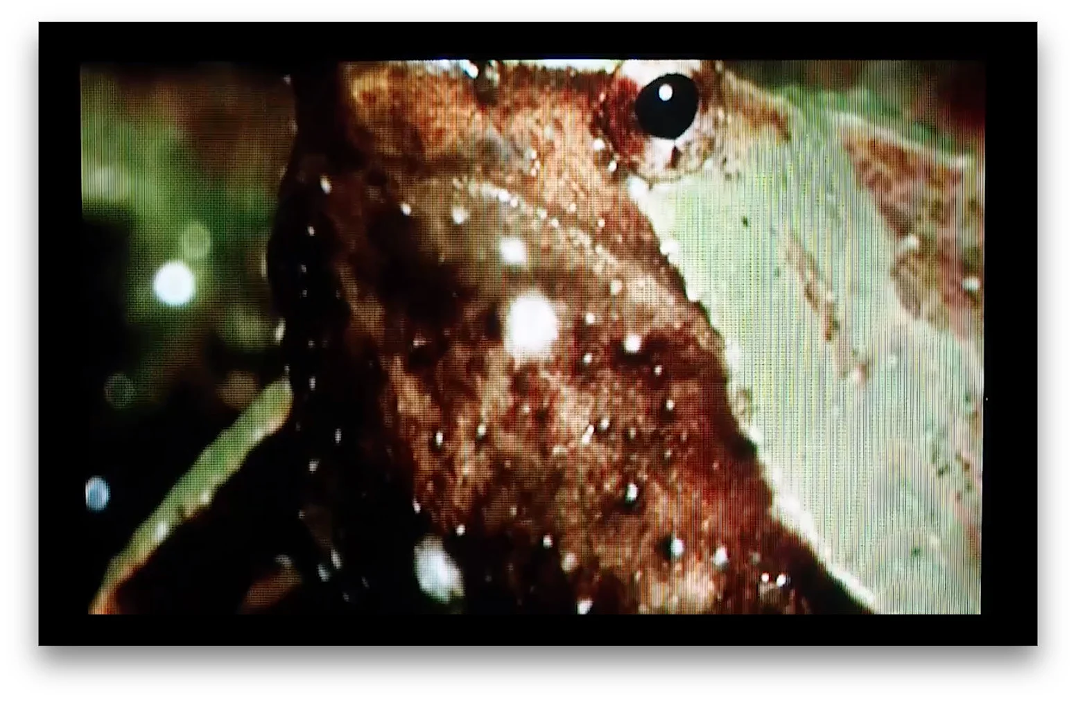 CREDIT00 - THE GARDEN