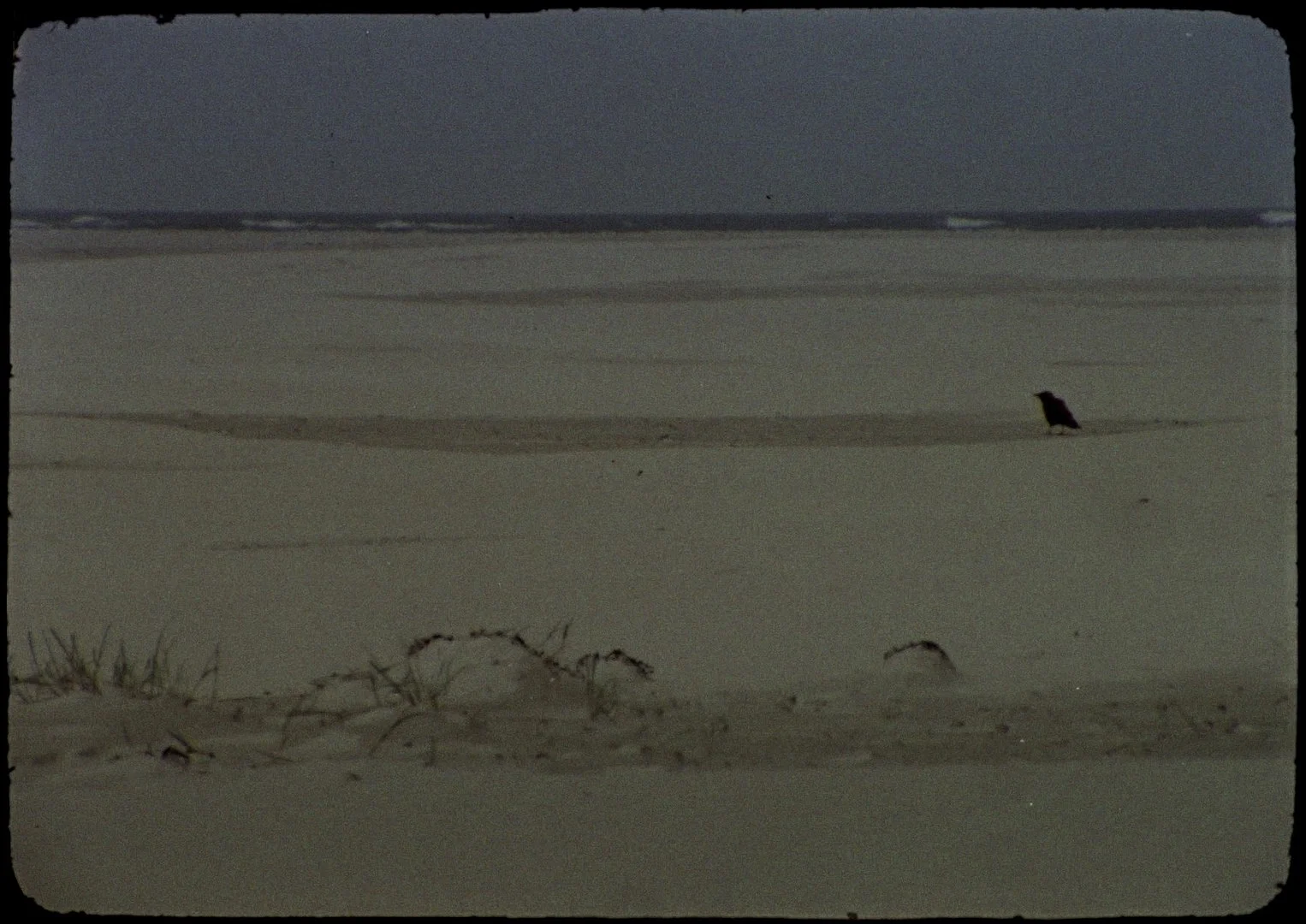 The Land of the Raven from the Ark