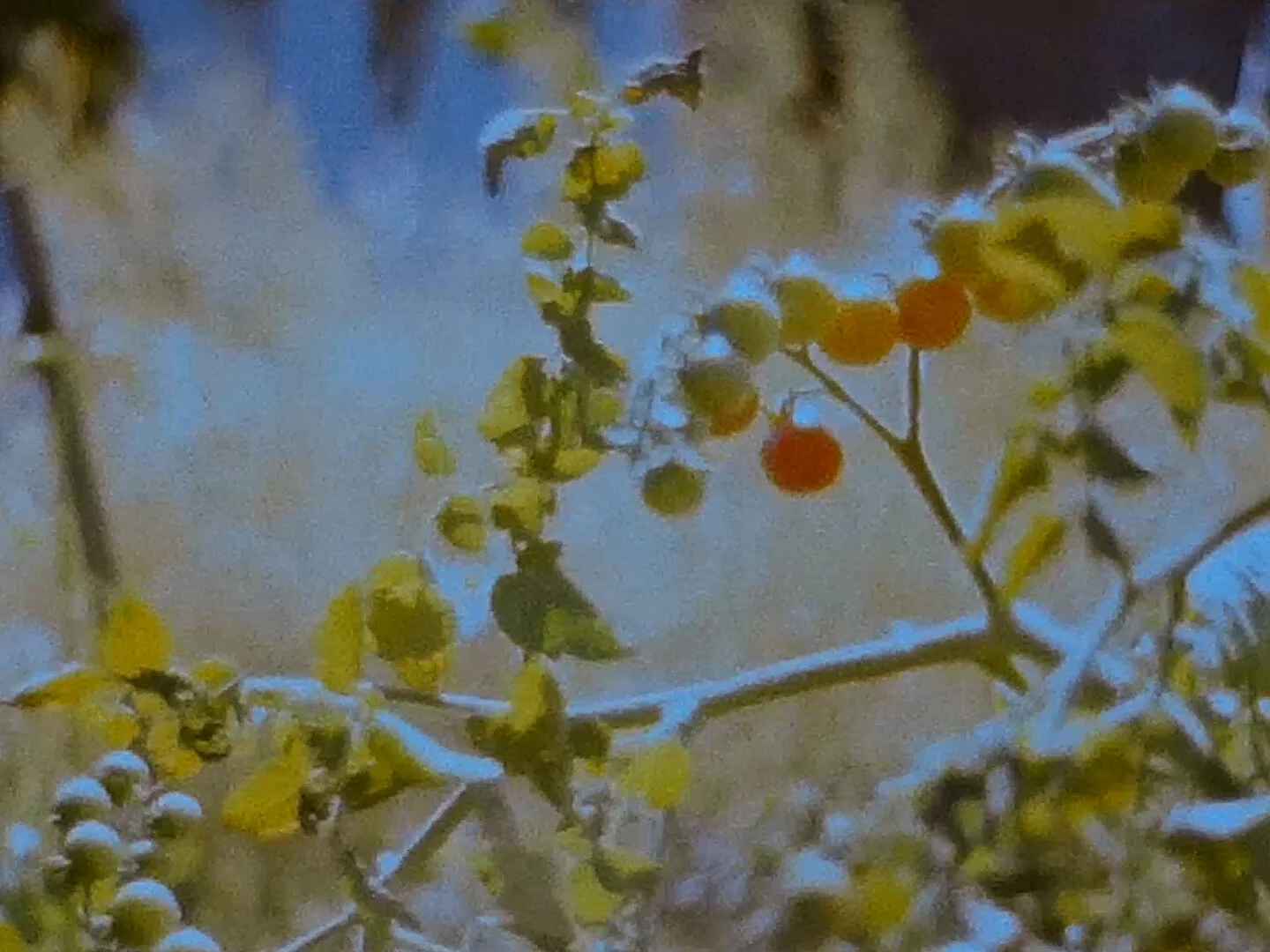 the house was there before me