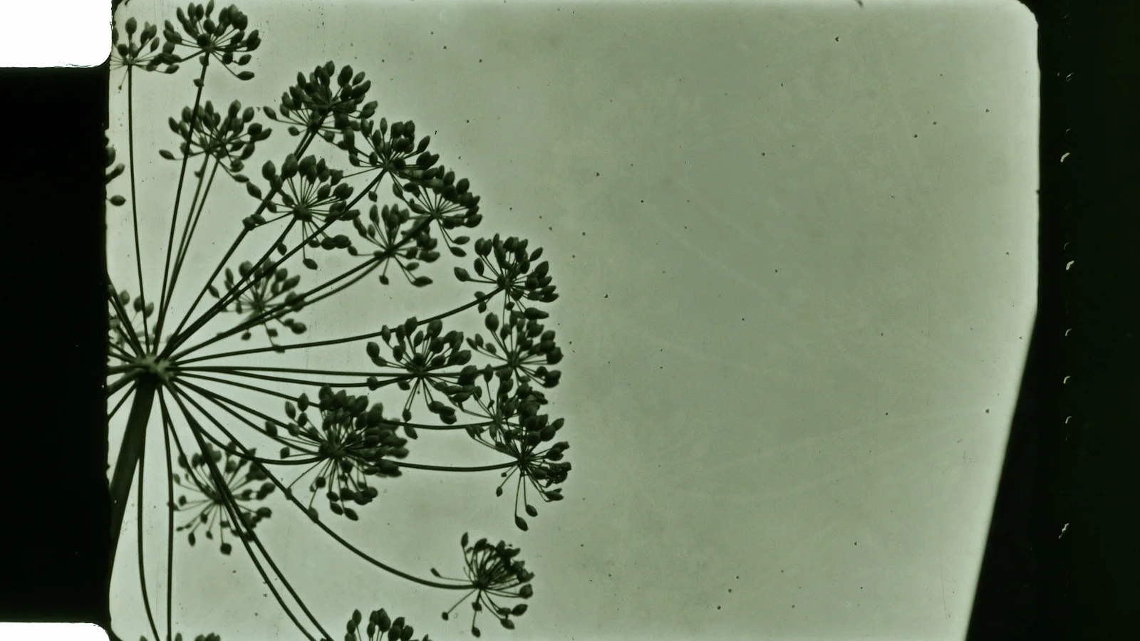 Anthology For Fruits and Vegetables