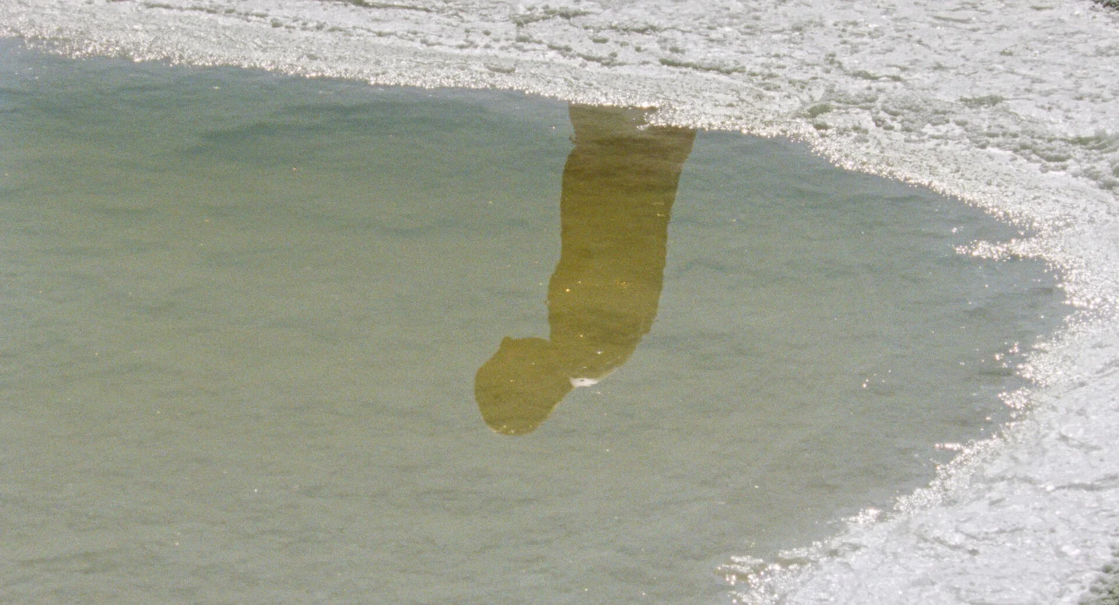 The Loneliness of Lizards