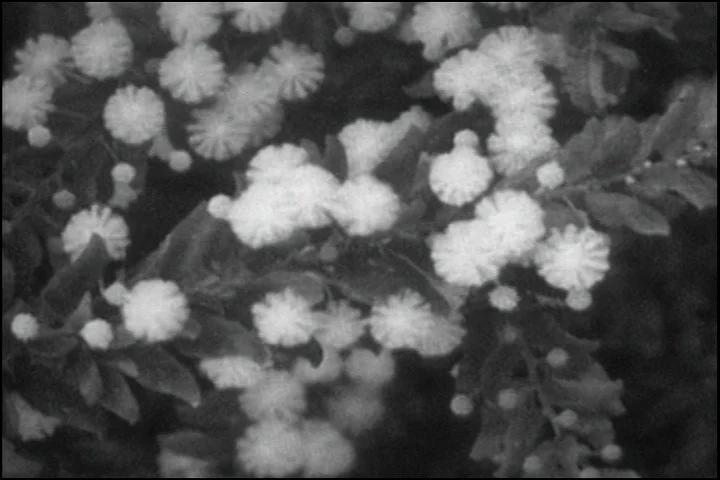 Plants Are Like People