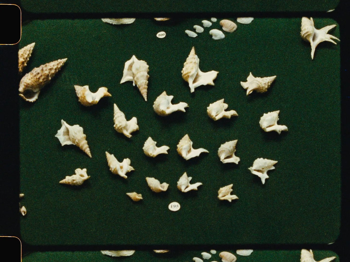 Come out of your shell