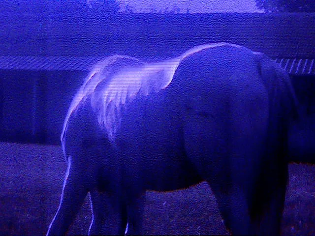 For Those Who Pull Their Own Teeth