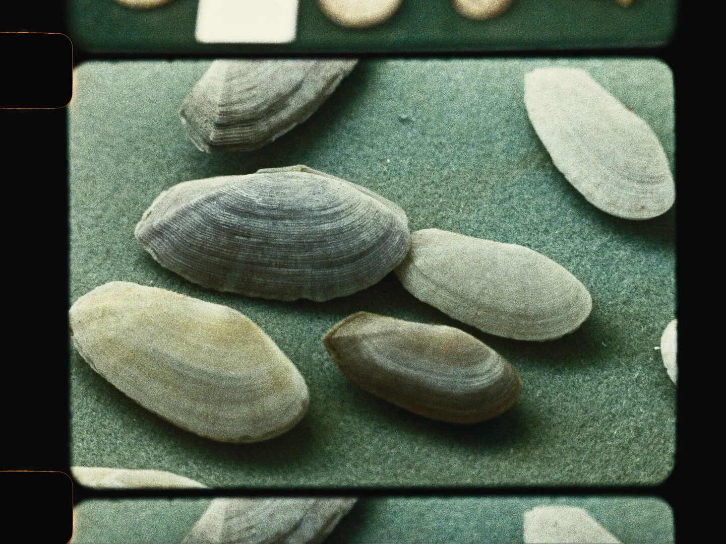 Come out of your shell