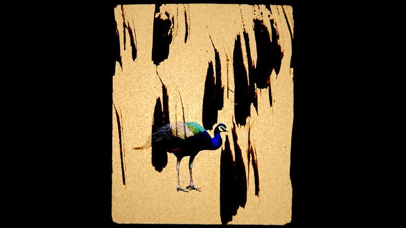 Listen to the wind eight hundred times 