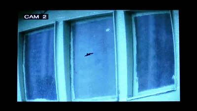 The Pearl of Tailorbird