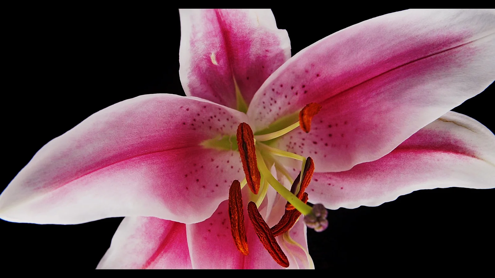 Algorithms of Beauty