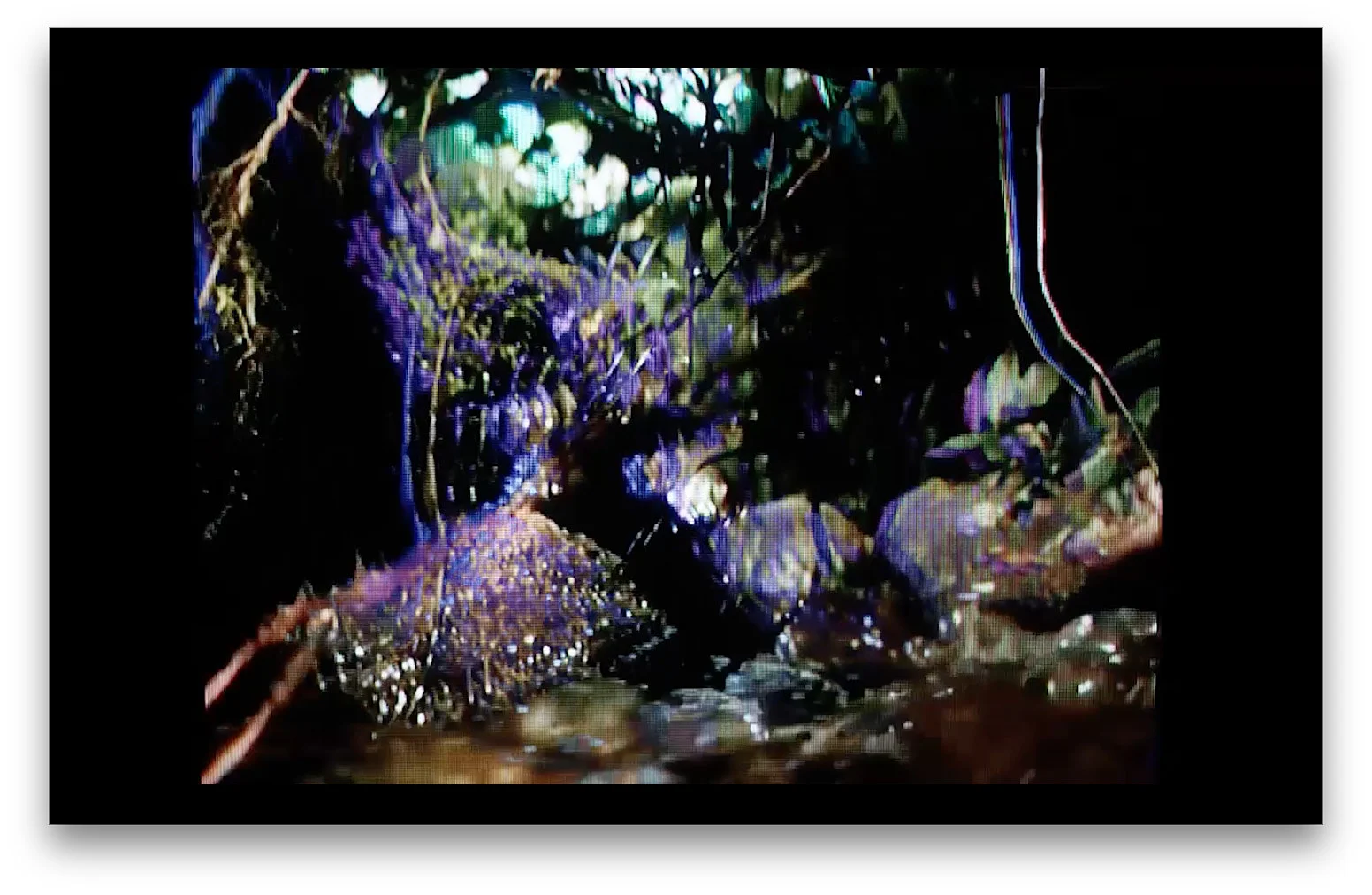 CREDIT00 - THE GARDEN