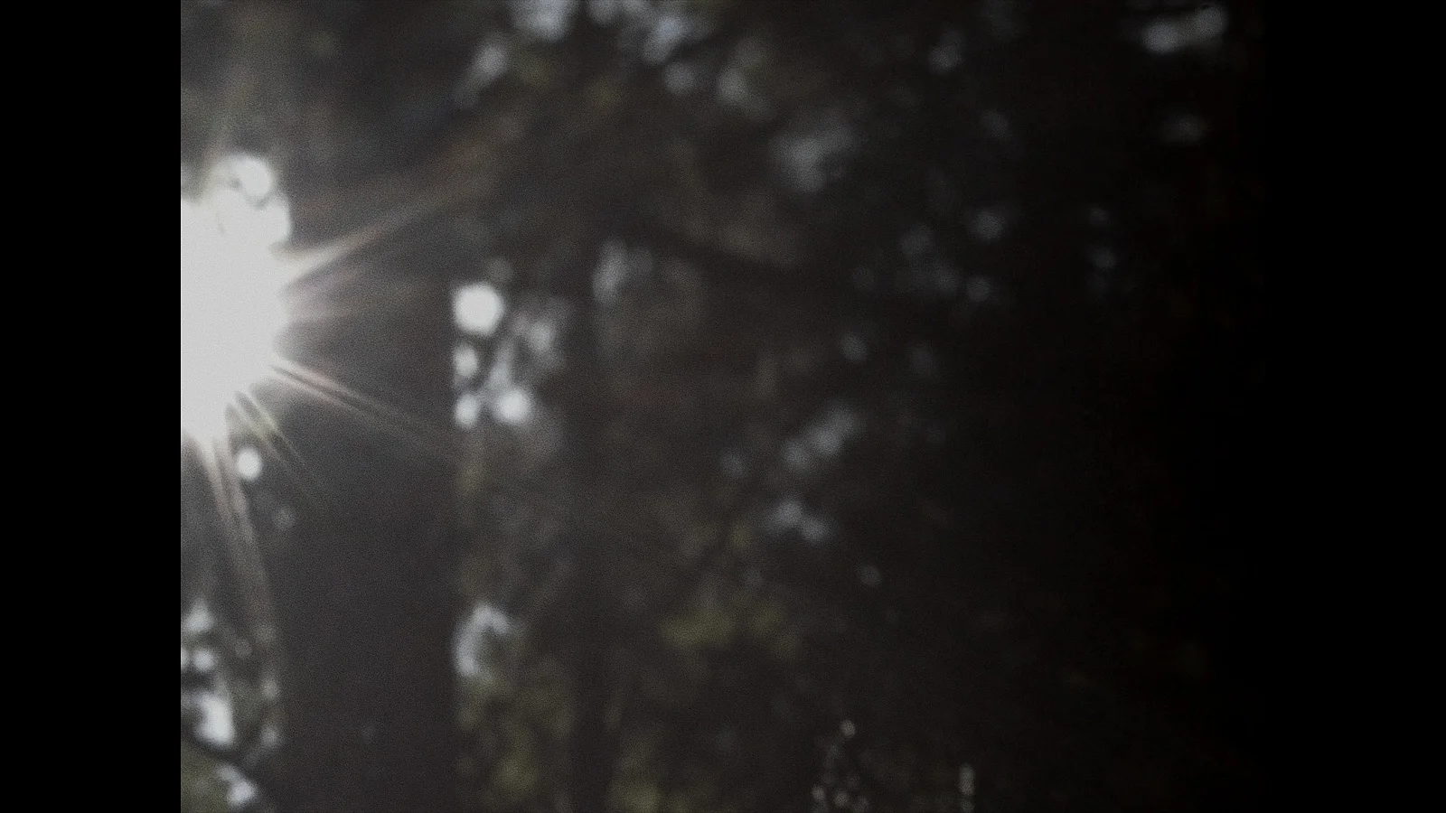 Where the heremit sings in the pine trees