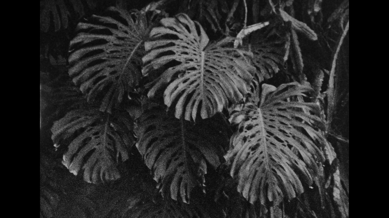 The Root of Lightweight