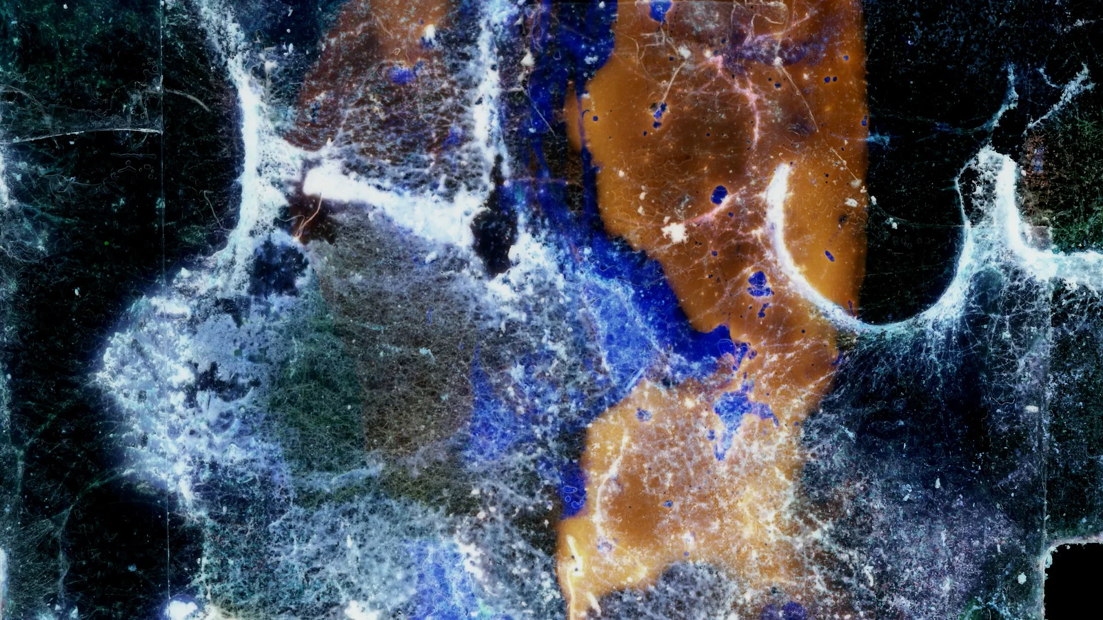 The last day of the luna moth