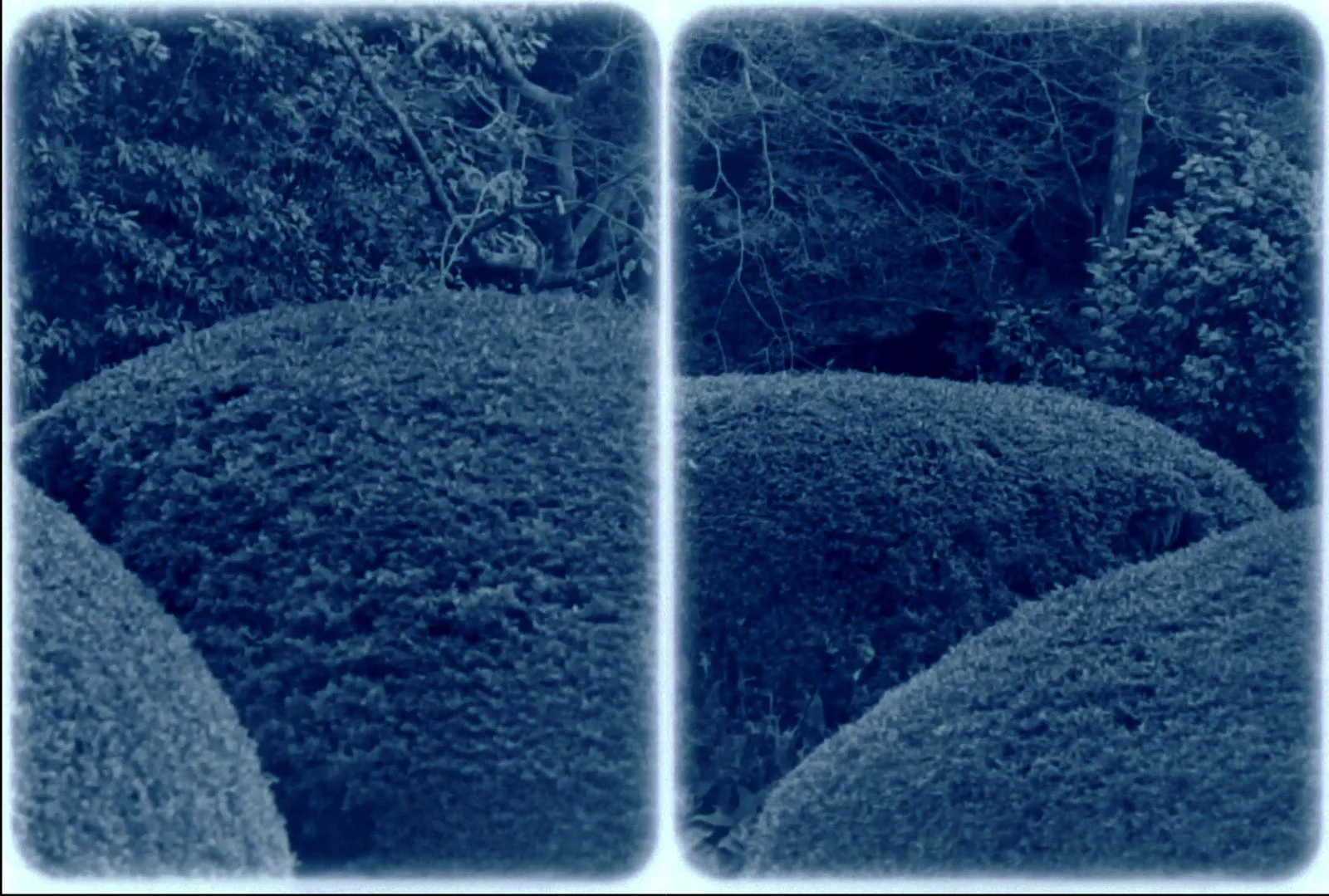 Film Loop 31: Shisendo