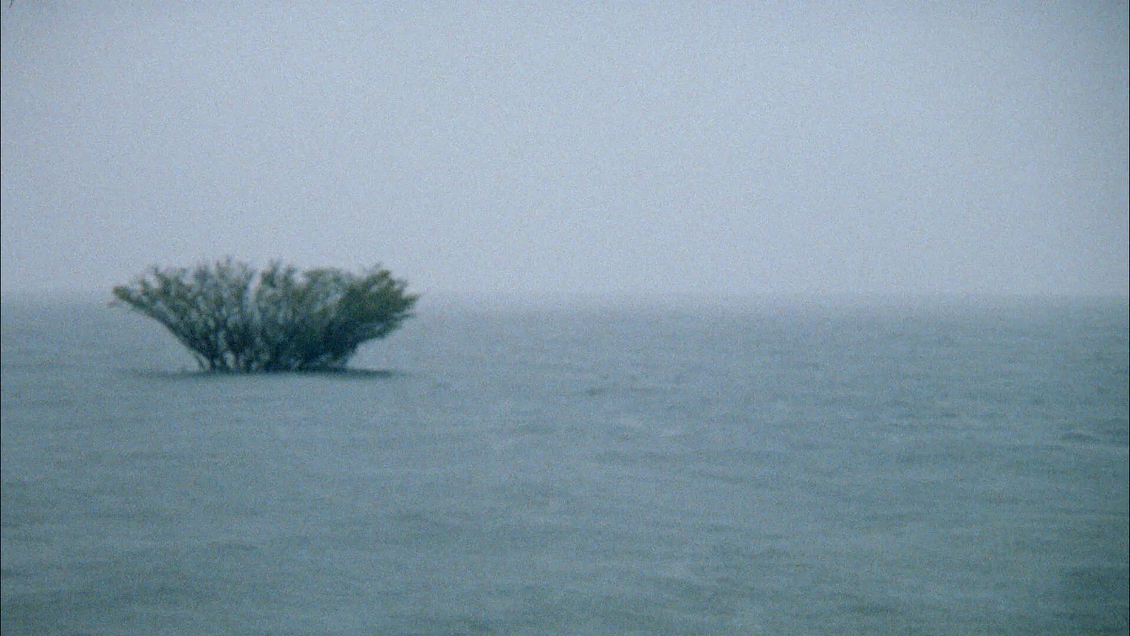 Metamorphosis' Chantings Or That Time When I Incarnated As Porpoise