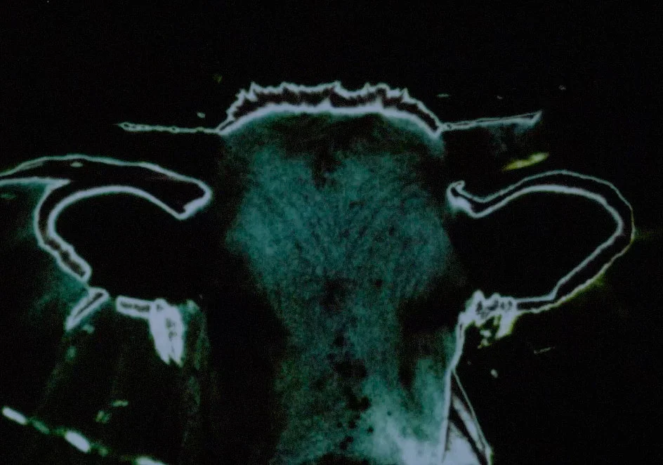 Darkness, Darkness, Burning Bright