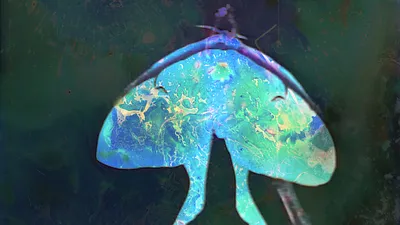 The last day of the luna moth