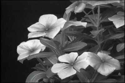 Plants Are Like People