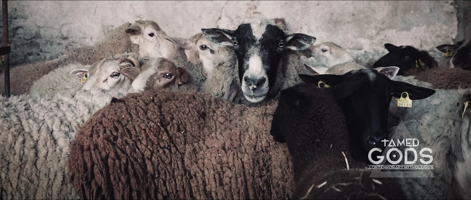 Tamed Gods: The Origins of Abundance