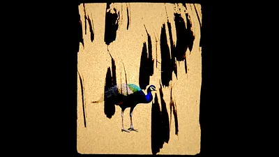 Listen to the wind eight hundred times 