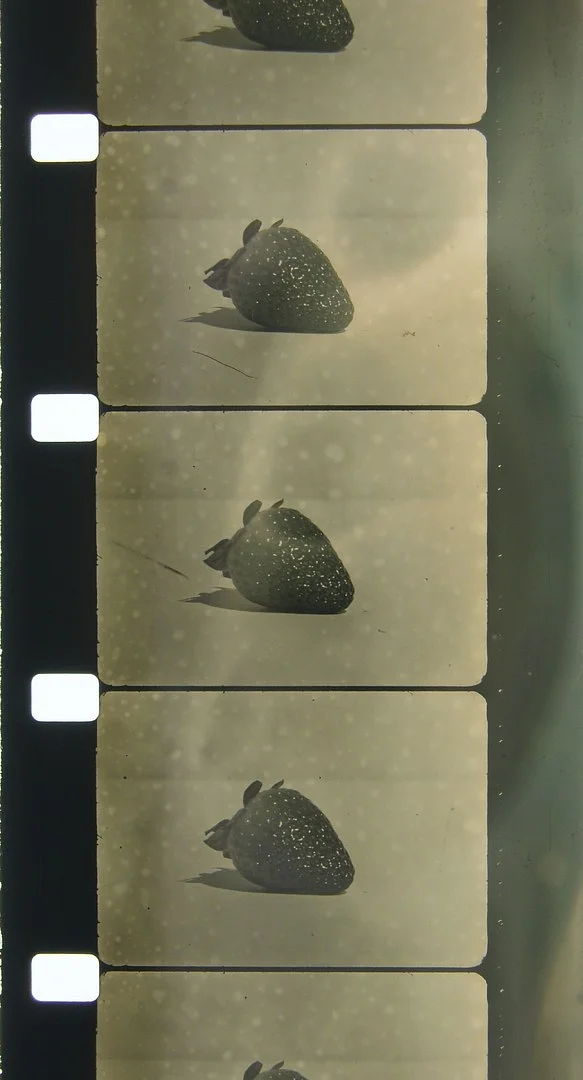 Anthology For Fruits and Vegetables