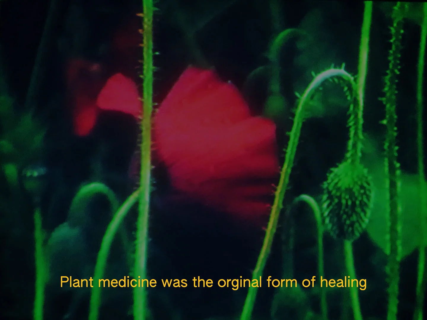 (Un)earthing - plant knowledge and dreams 