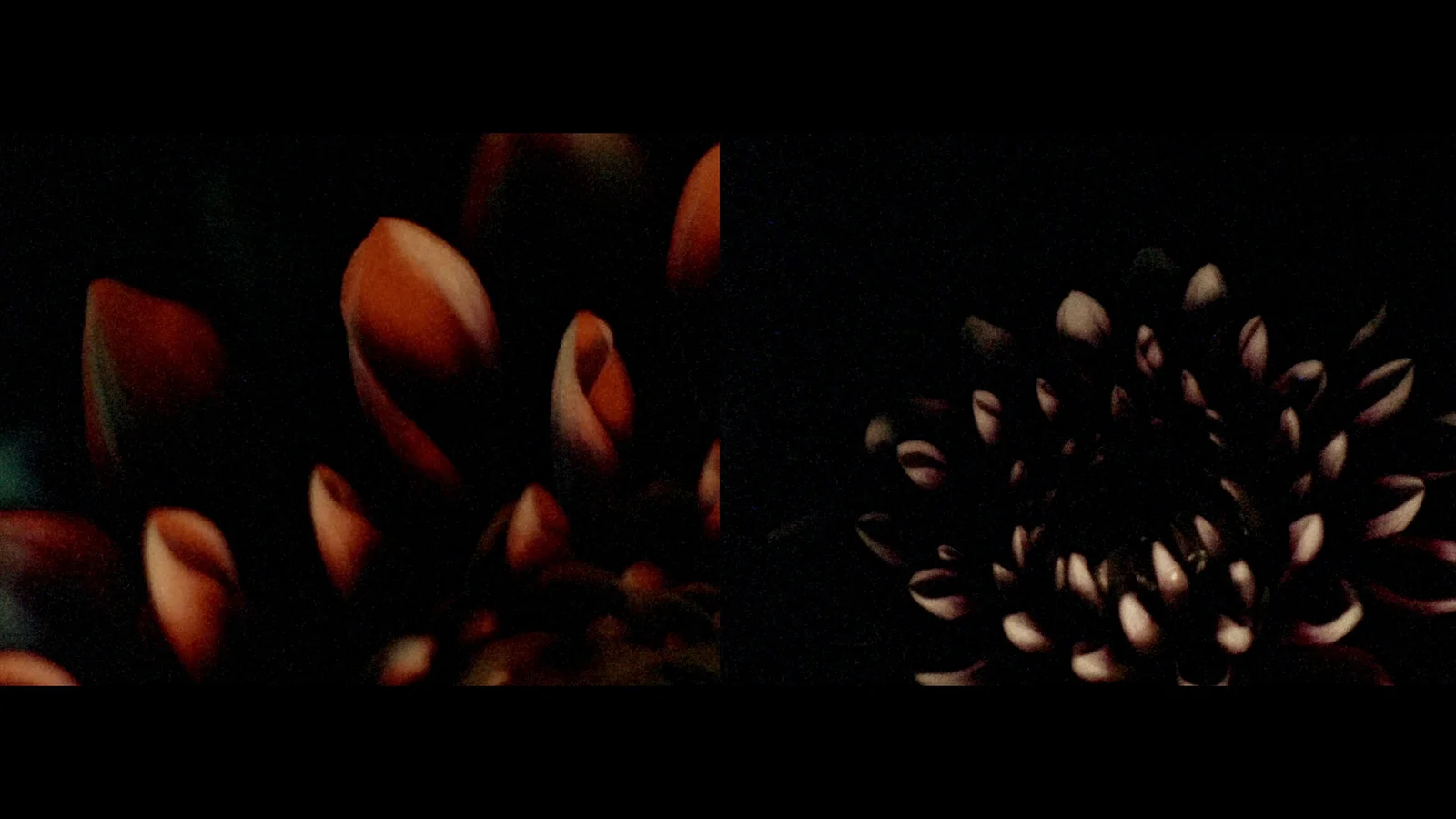 ouarda ouarda: yet another flower film 