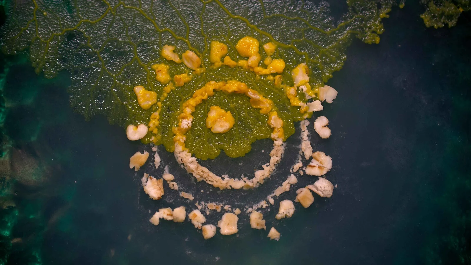 A Flagellate Searching for Love