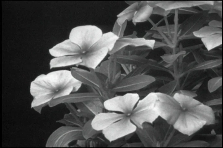 Plants Are Like People