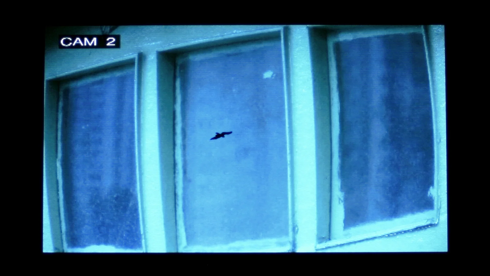 The Pearl of Tailorbird