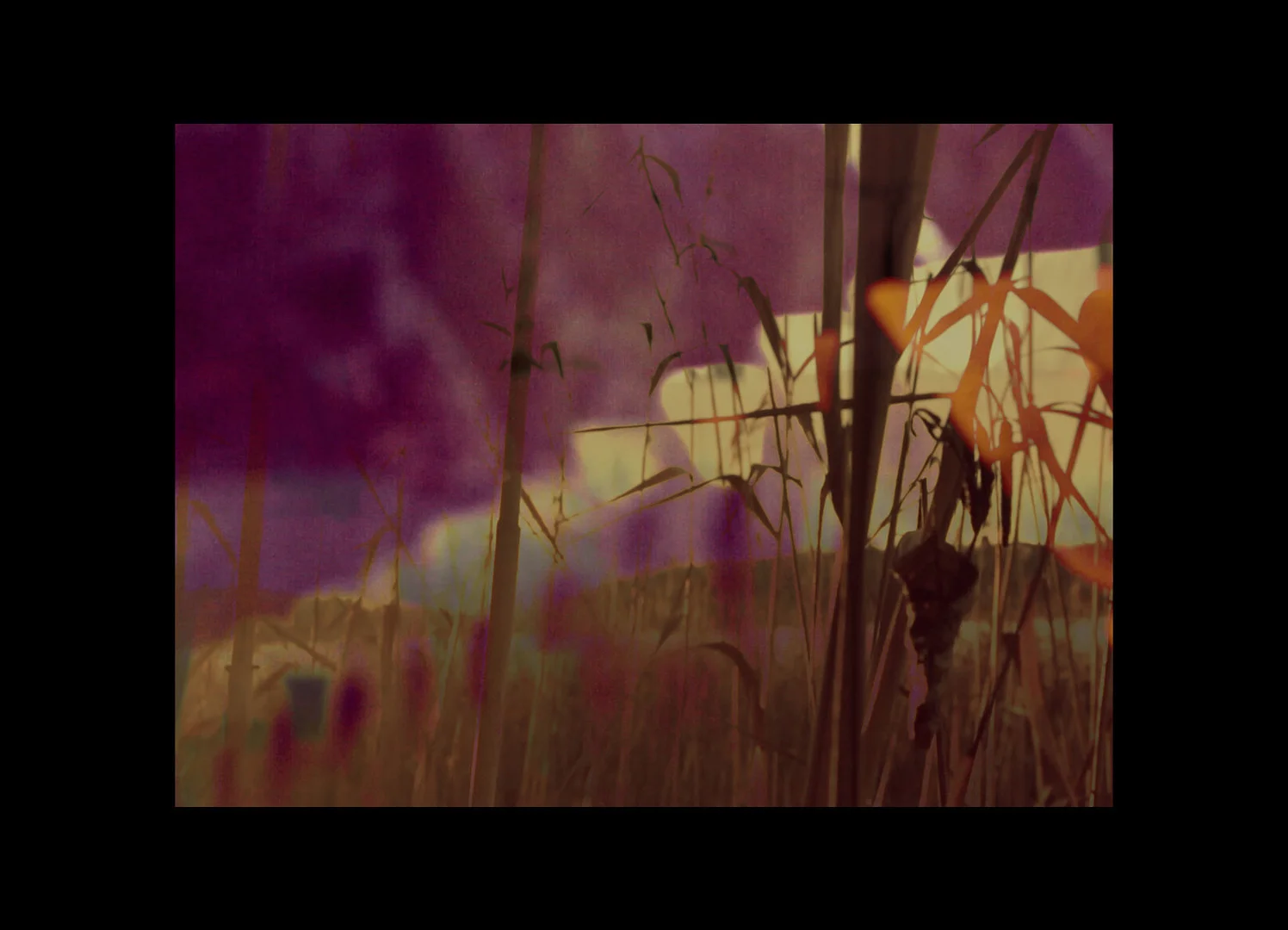 If the eye were an animal, its soul would be the sight