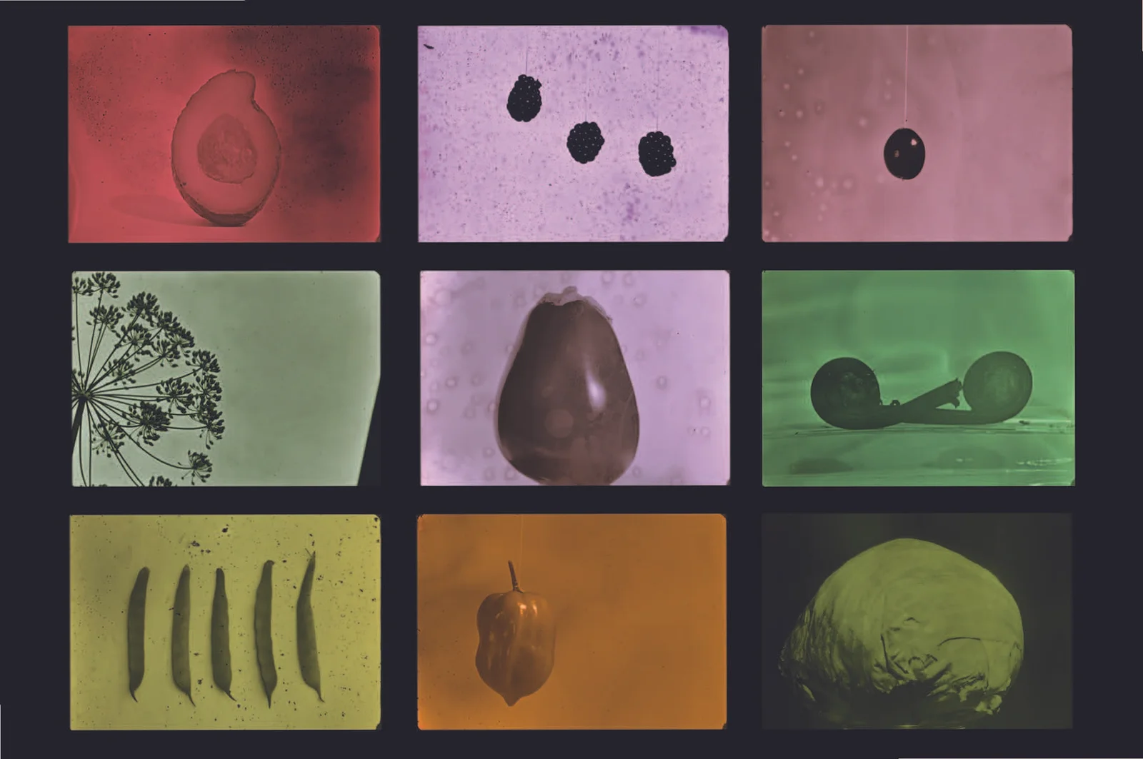 Anthology For Fruits and Vegetables