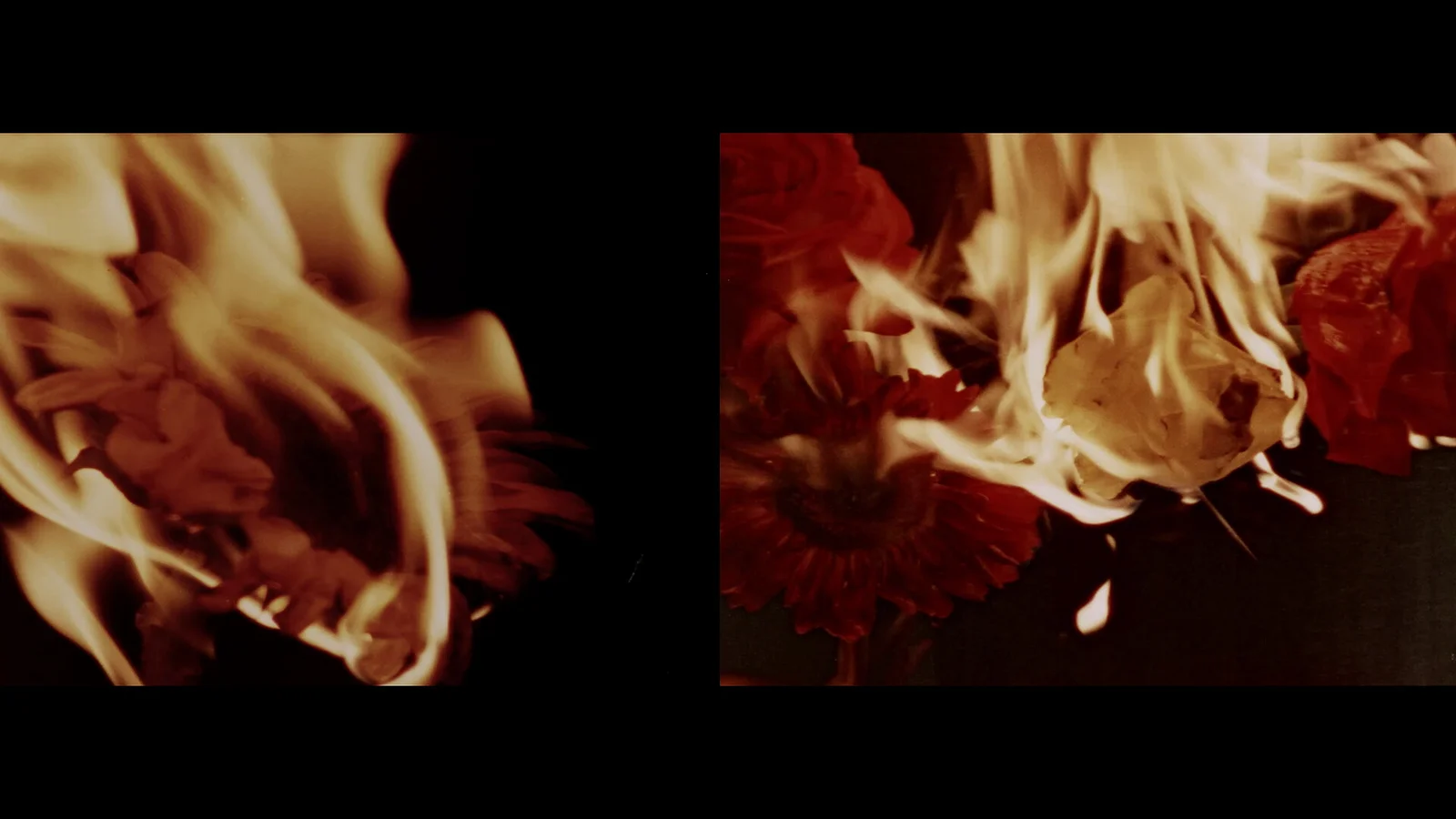 ouarda ouarda: yet another flower film 