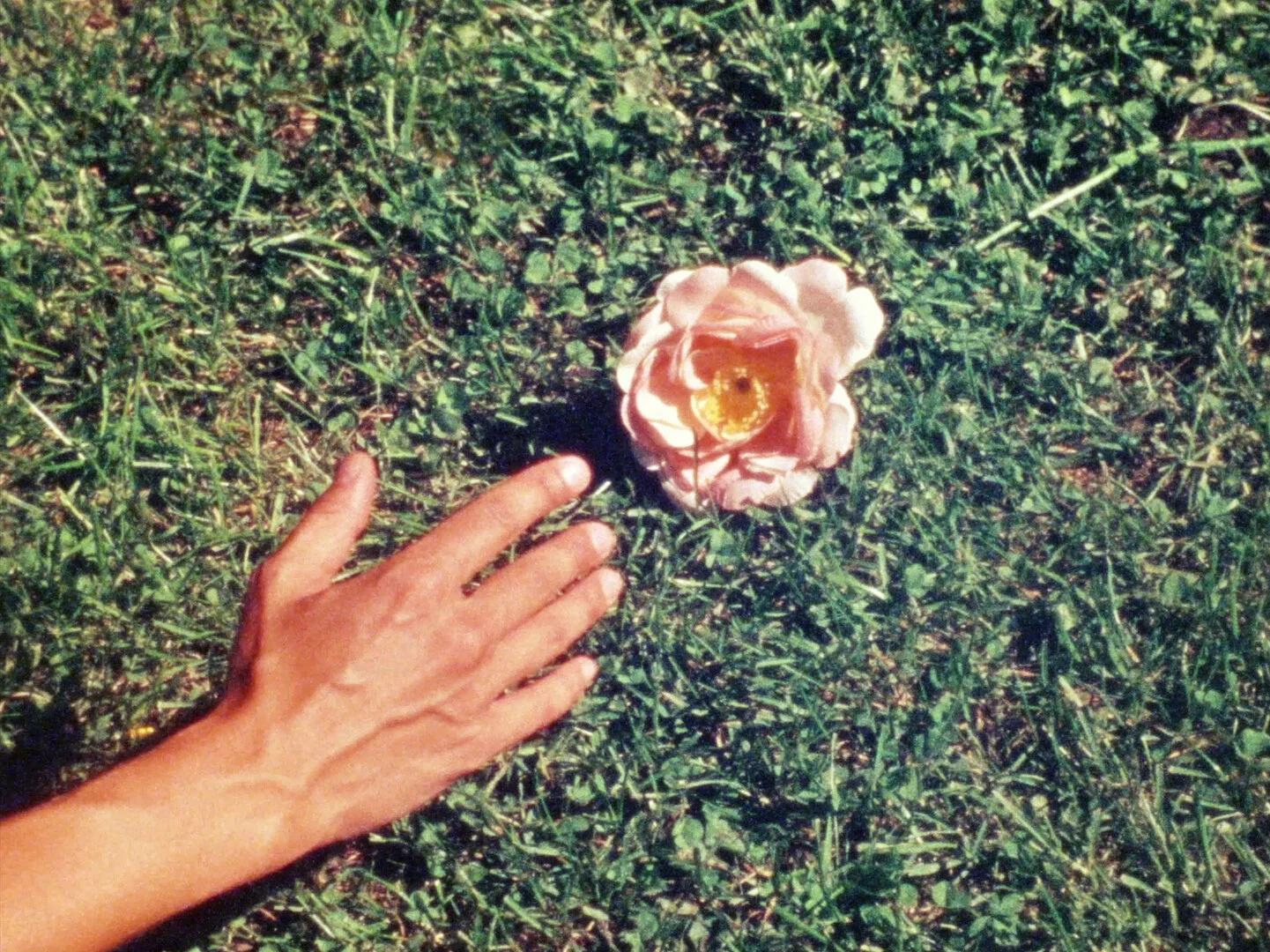 ouarda ouarda: yet another flower film 