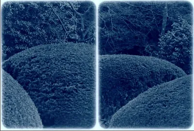 Film Loop 31: Shisendo