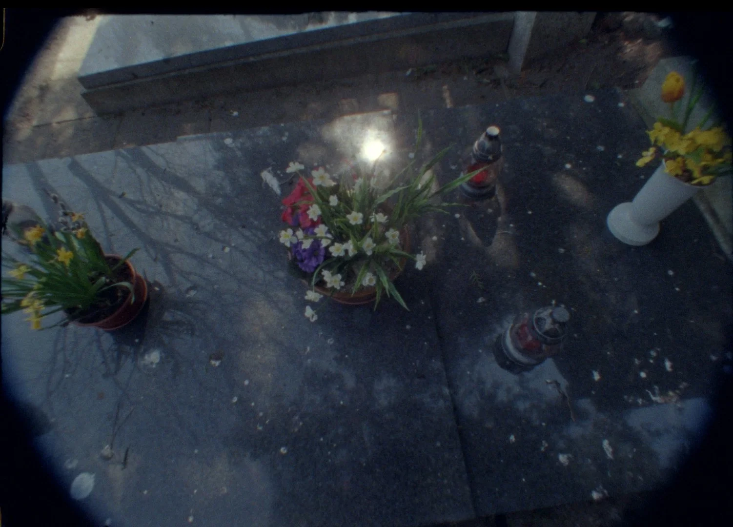 The Land of the Raven from the Ark