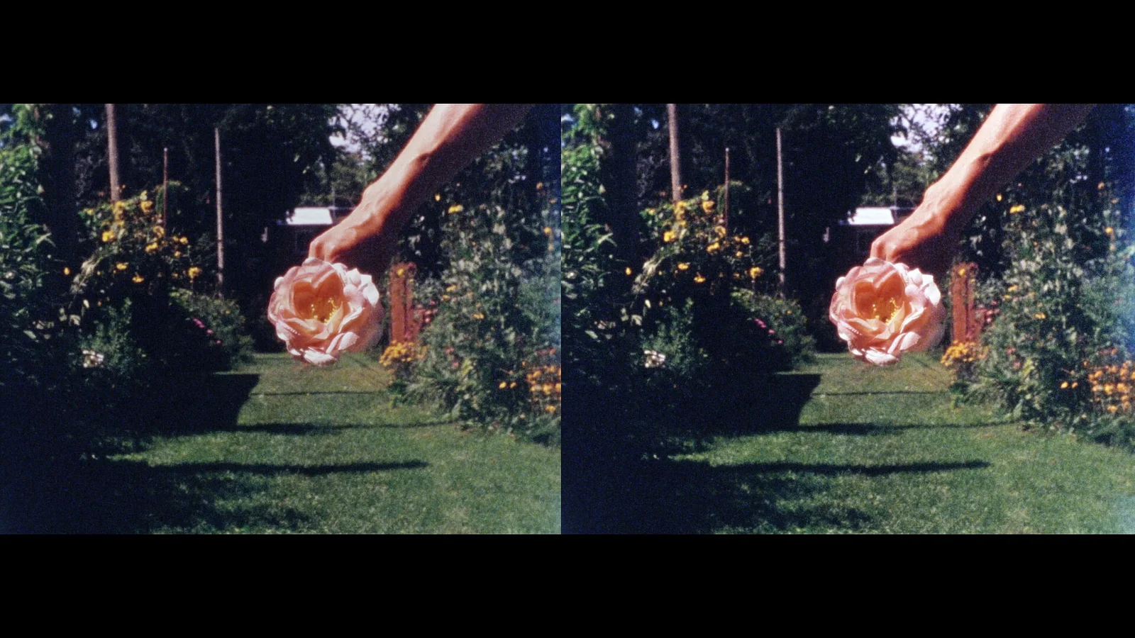 ouarda ouarda: yet another flower film 