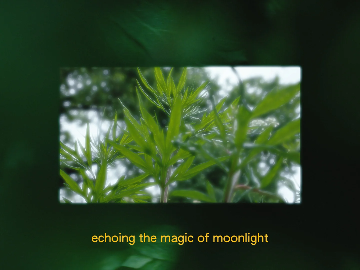 (Un)earthing - plant knowledge and dreams 