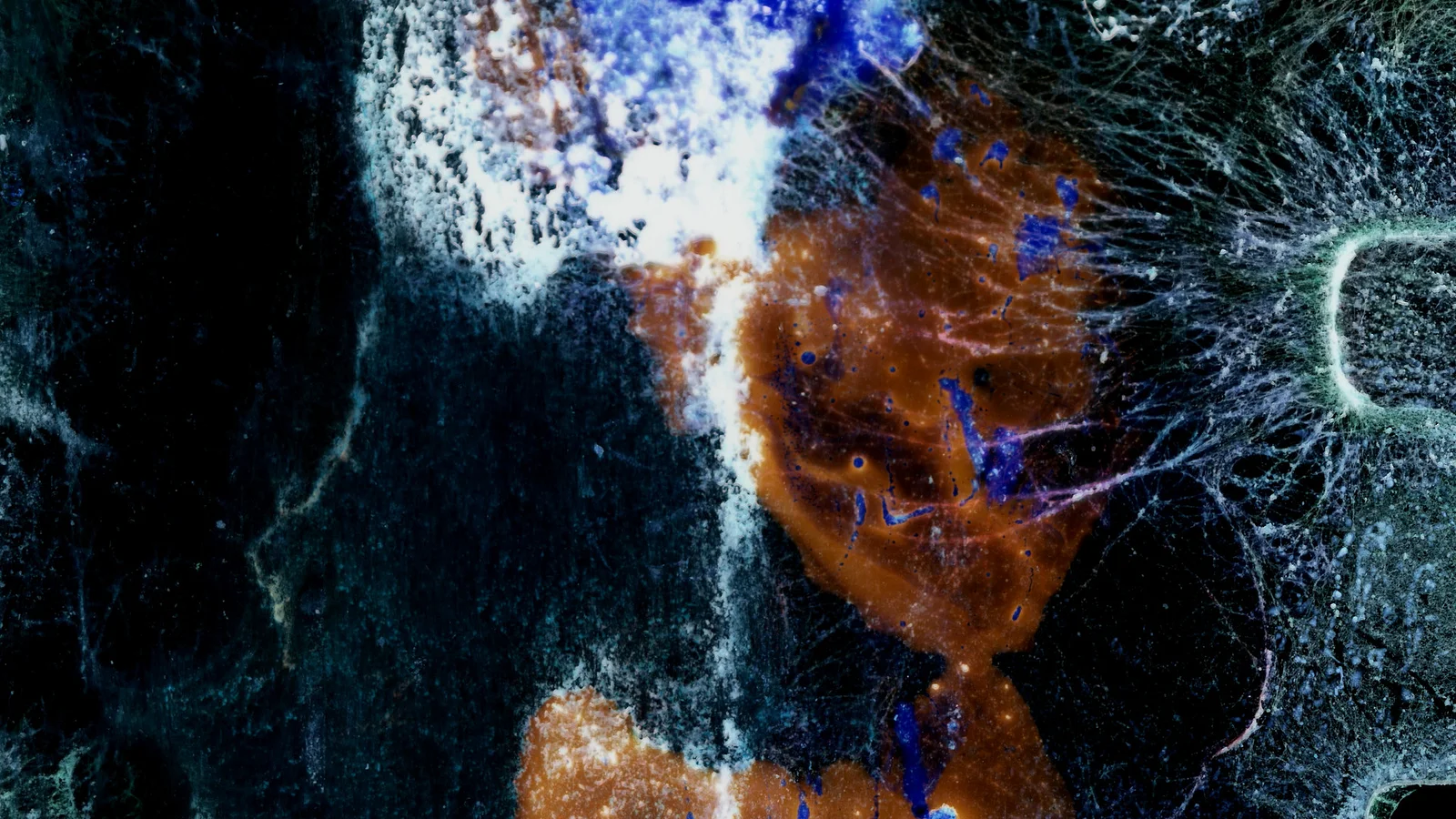 The last day of the luna moth