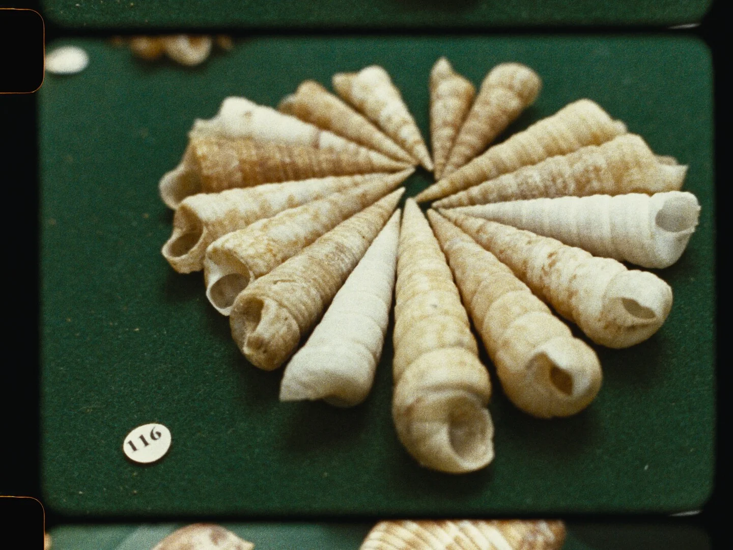 Come out of your shell